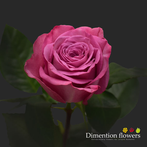 Moody Blues Rose