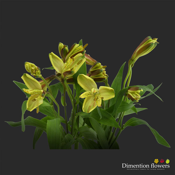 Yellow Alstroemeria