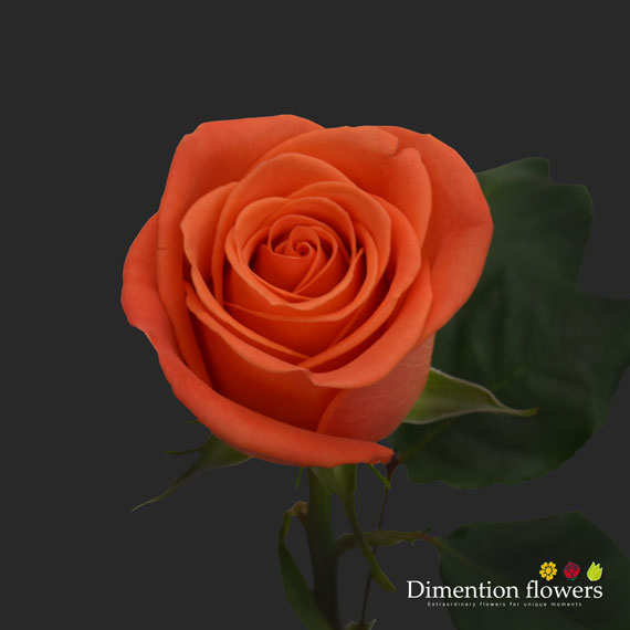 Orange Crush Rose