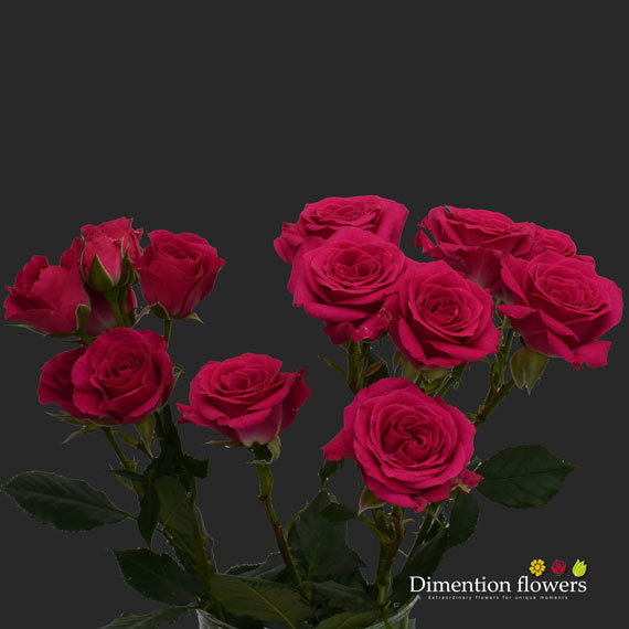 Lovely Lidia Spray Rose