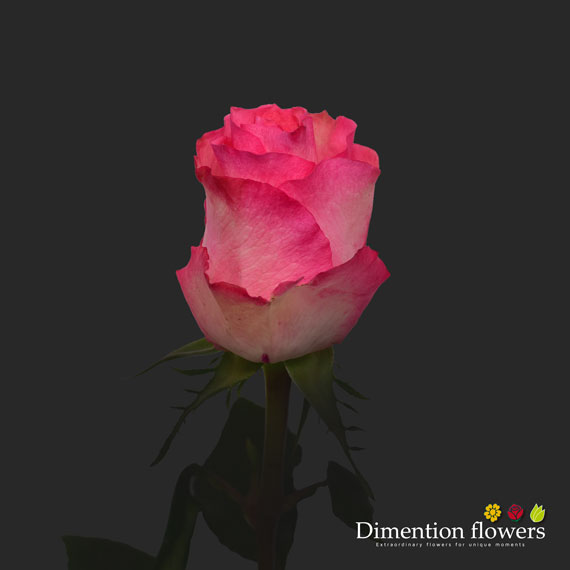 Dekora Rose