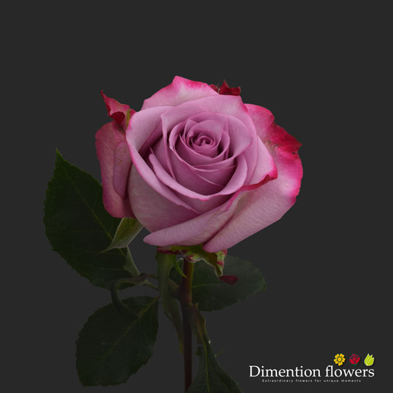 Deep Purple Rose