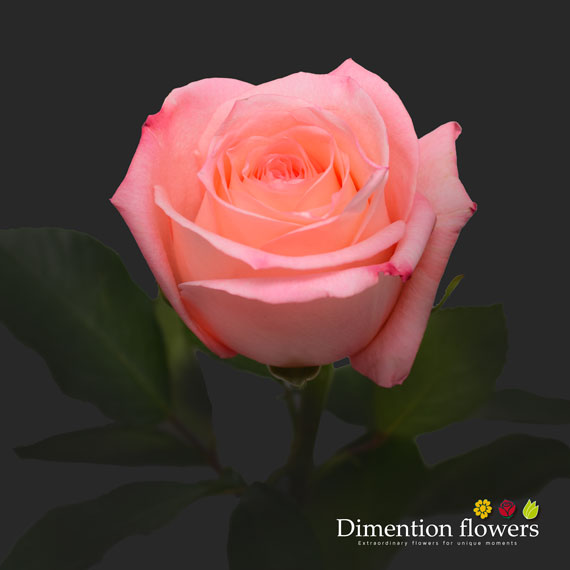 Engagement Rose