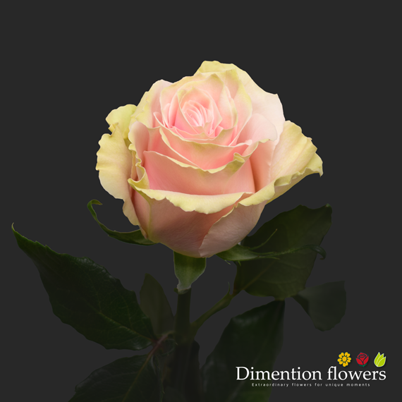 Pink Mondial Rose