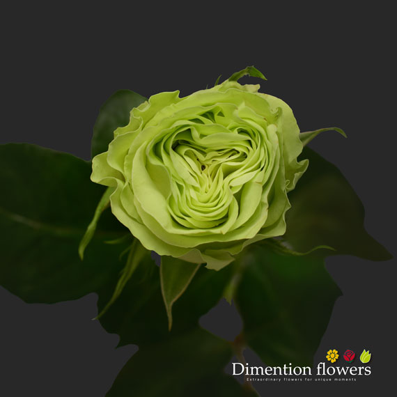 Wasabi Rose