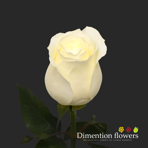 Proud Rose
