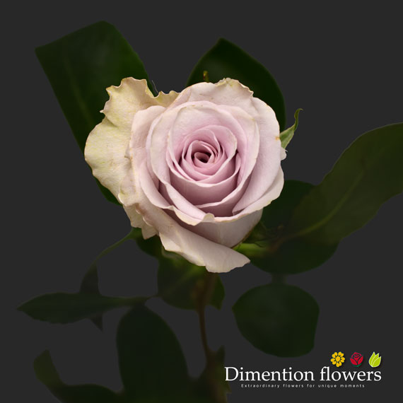 Silver Light Rose