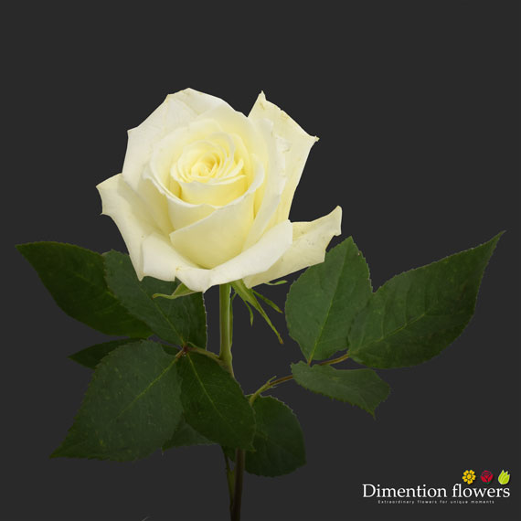 Escimo Rose
