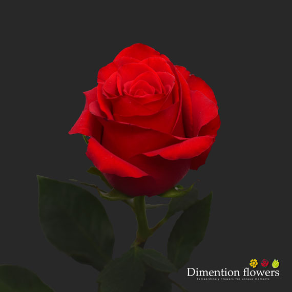 Royal Explorer Rose