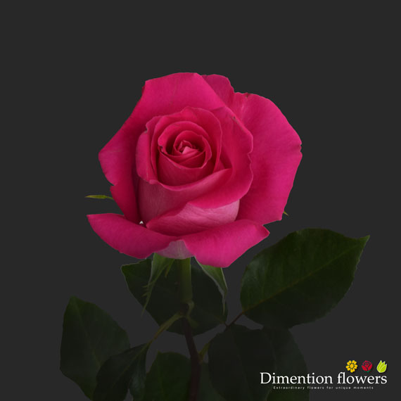 Topaz Rose
