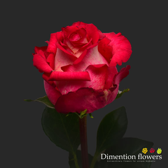 Iguazu Rose