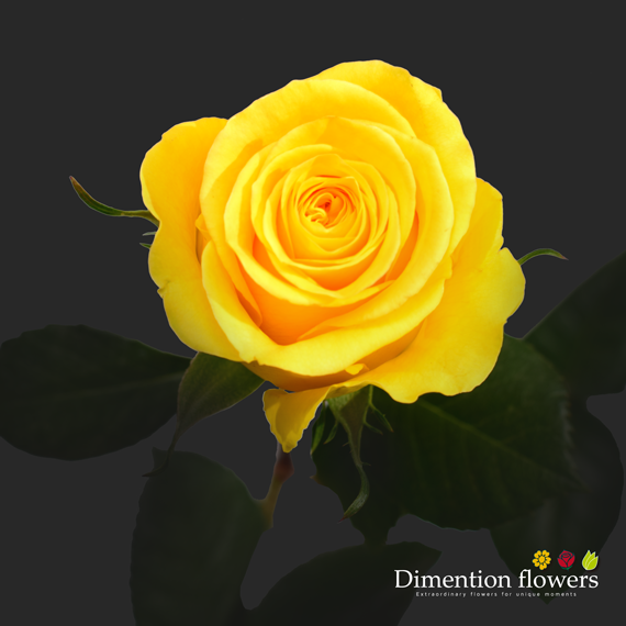 Brighton Rose