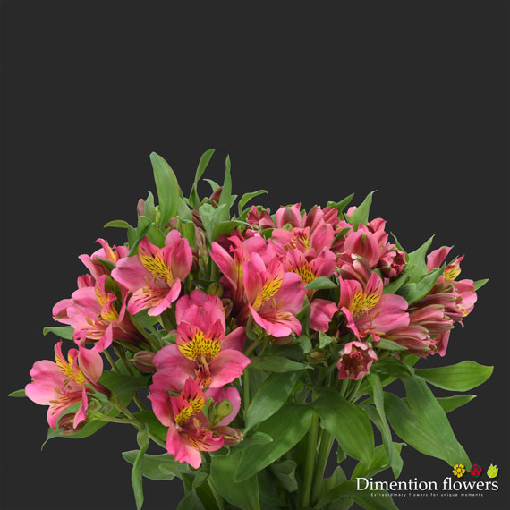 Pink Alstroemeria
