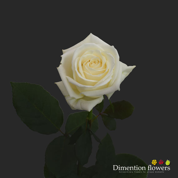 Playa Blanca Rose