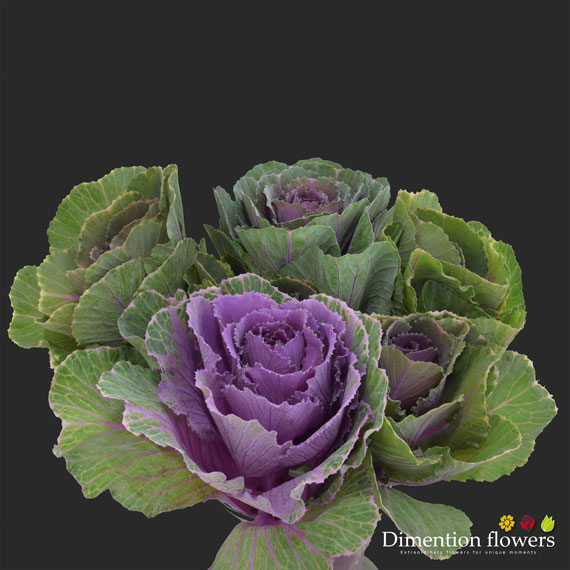 Kale
