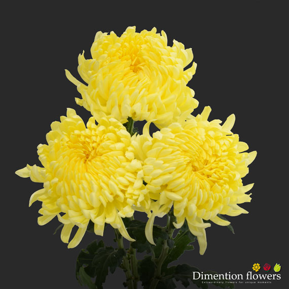 Yellow Football Mums