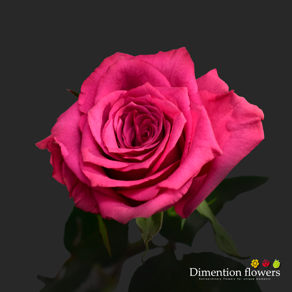 Blueberry Rose