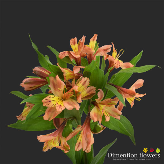 Orange Alstroemeria