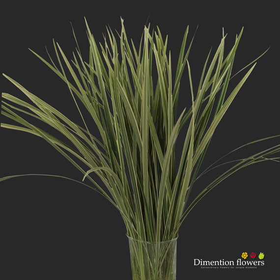 Lilygrass Liriope