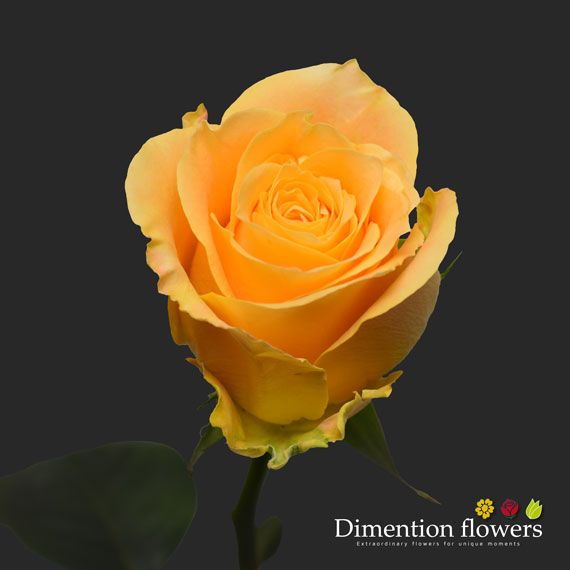 Turtle Rose