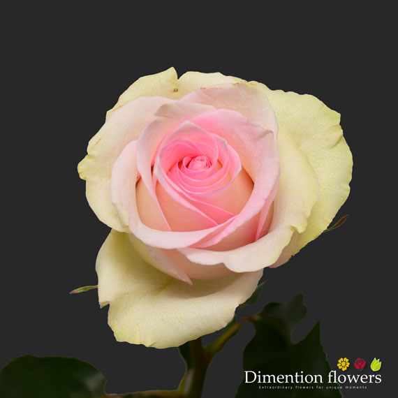 Ragazza Rose