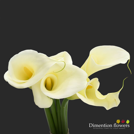 White Calla