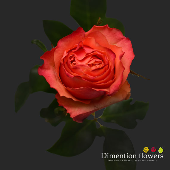 Hot Carpe Diem Rose