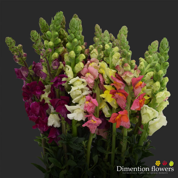 Assorted Snapdragon