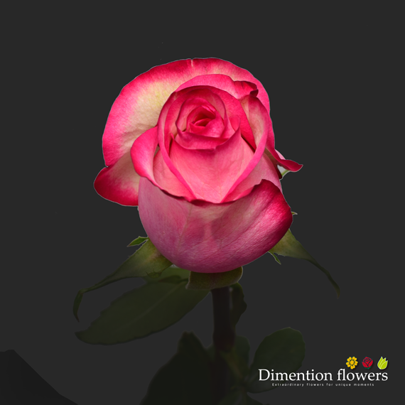 Carrousel Rose