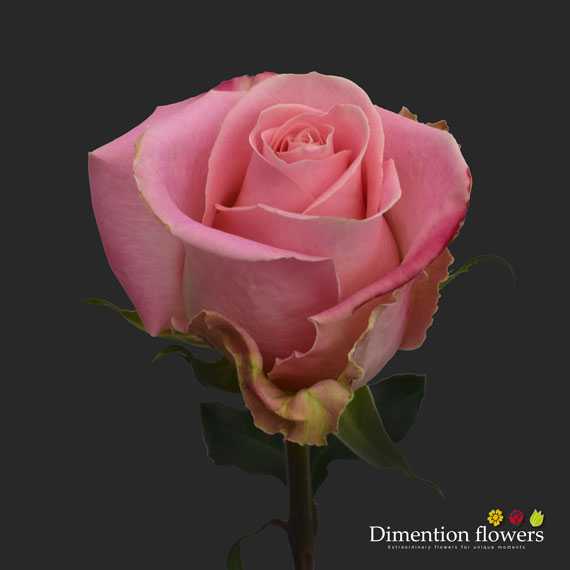 Hermosa Rose