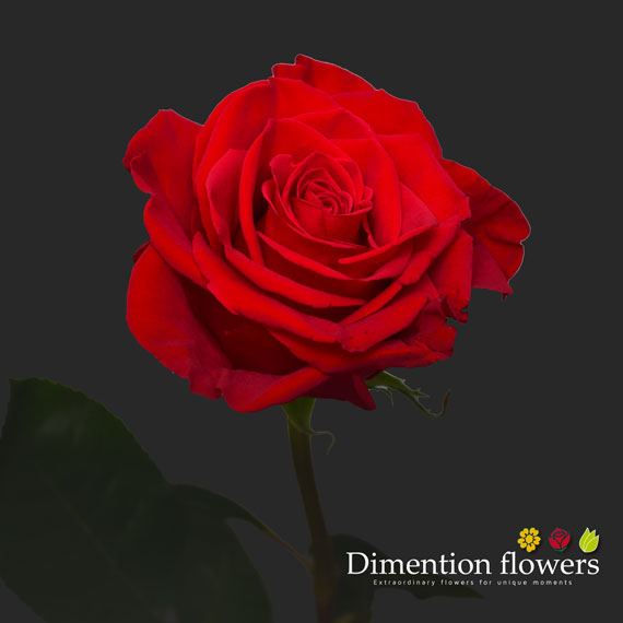 Freedom Rose