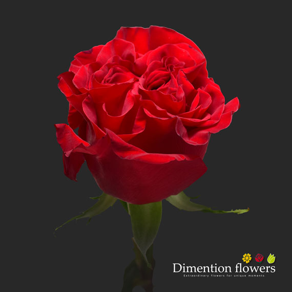 Hearts Rose