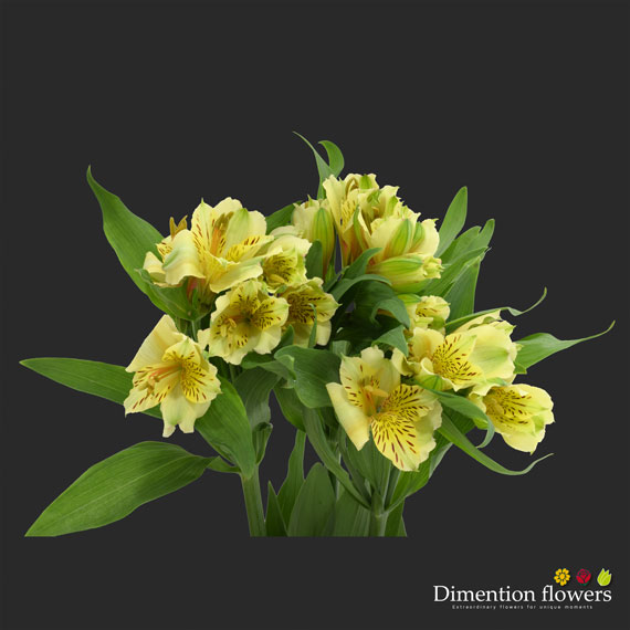 Yellow Alstroemeria