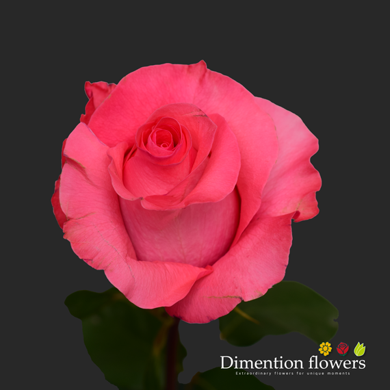 Pink Love Rose