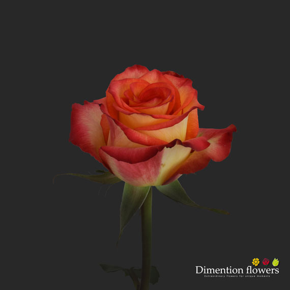 High and Magic Rose