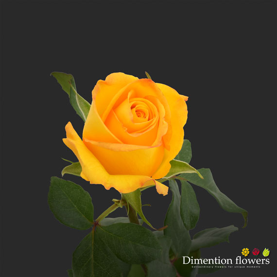 Kerio Rose