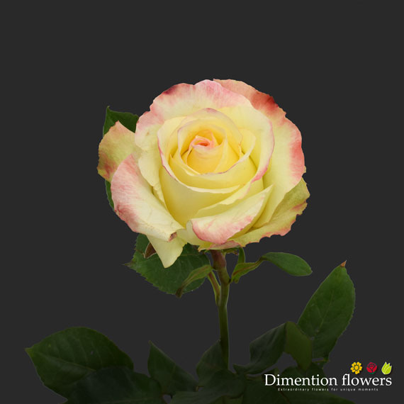 Aubade Rose
