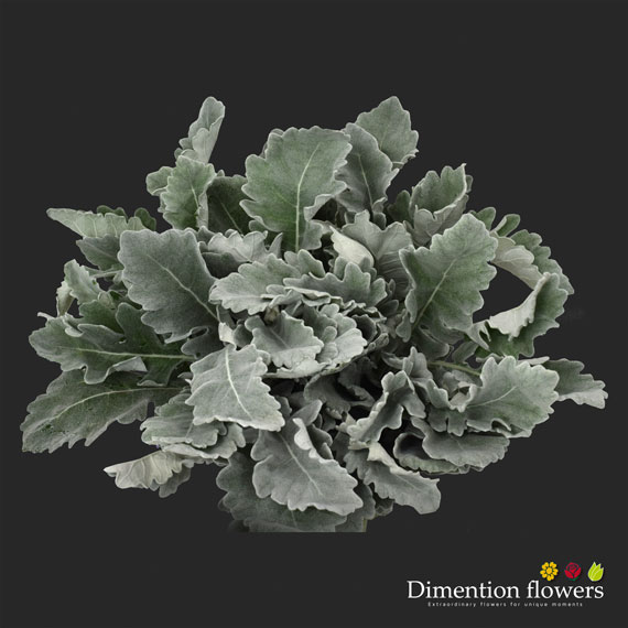 Dusty Miller
