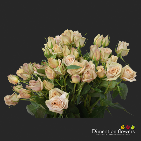 Peach Spray Rose