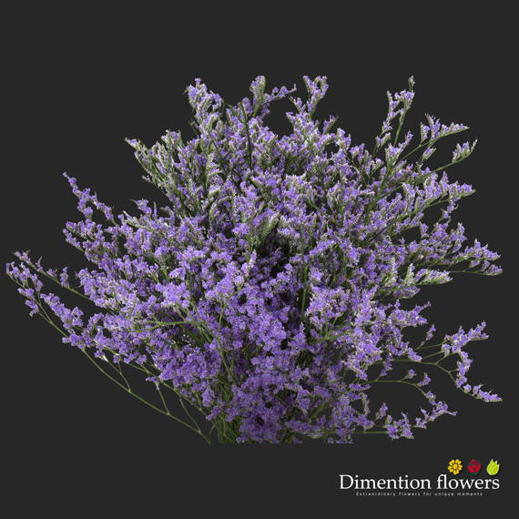 Limonium Blue Stream