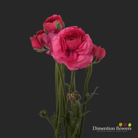 Hot Pink Ranunculus