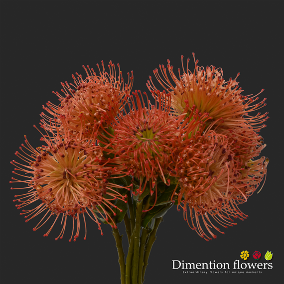 Orange Pincushion