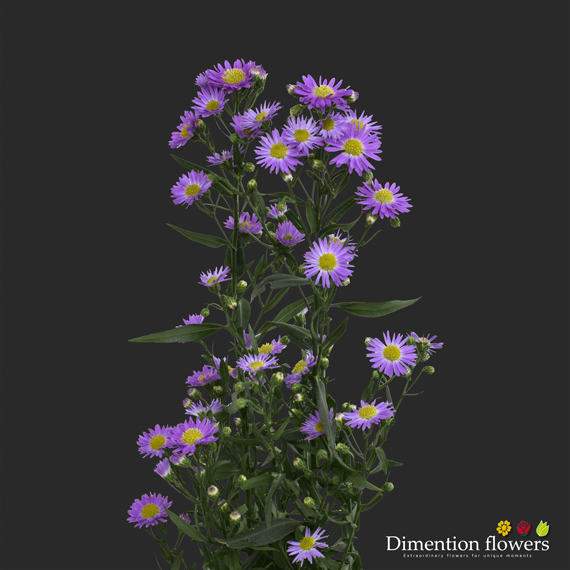 Purple Aster