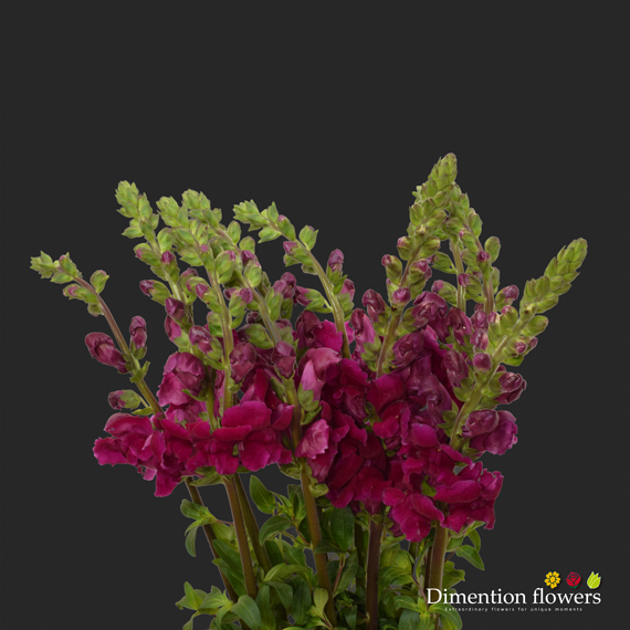 Burgundy Snapdragon