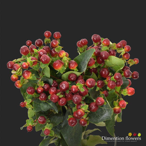 Magical Red Wine Hypericum