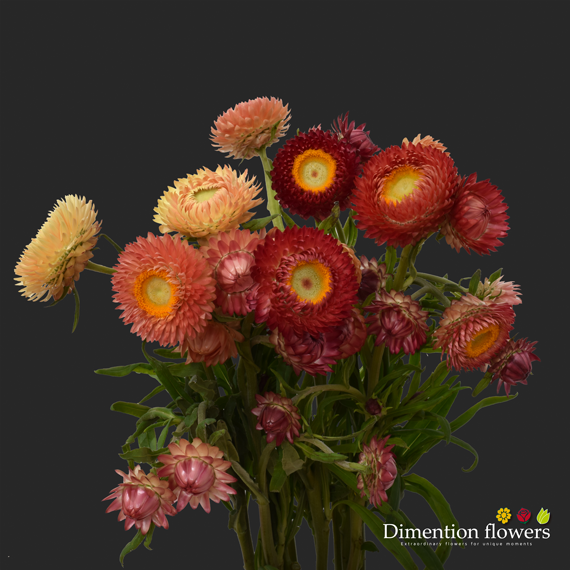 Assorted Strawflower