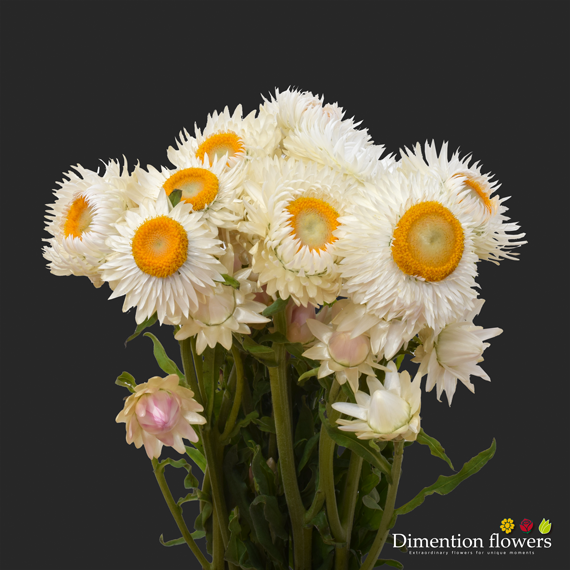 White Strawflower