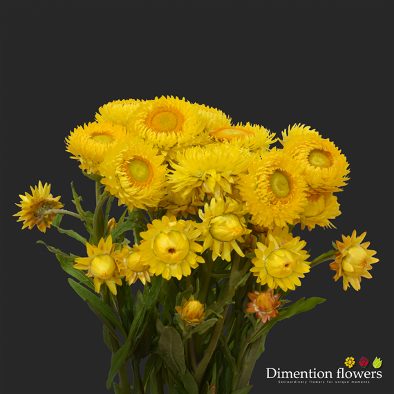 Yellow Strawflower