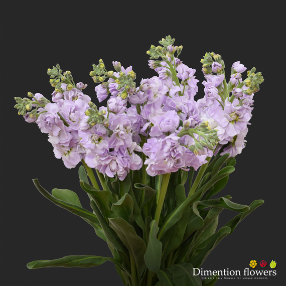 Lavander Stock