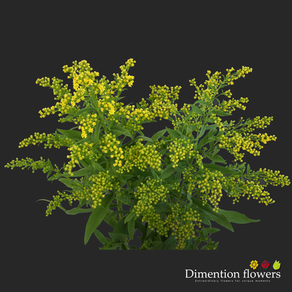 Solidago